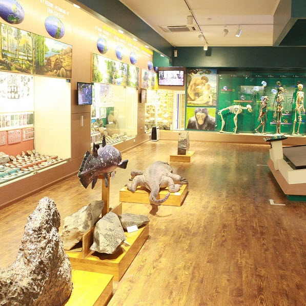 Vietnam Museum of Nature in Cau Giay: Discover Unique Natural Heritage